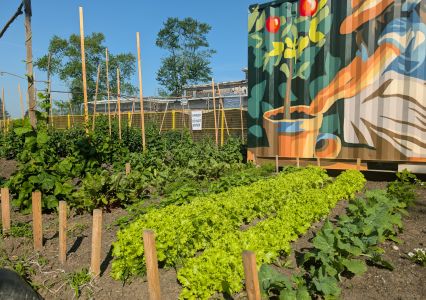 A view of the Jury Lands garden.