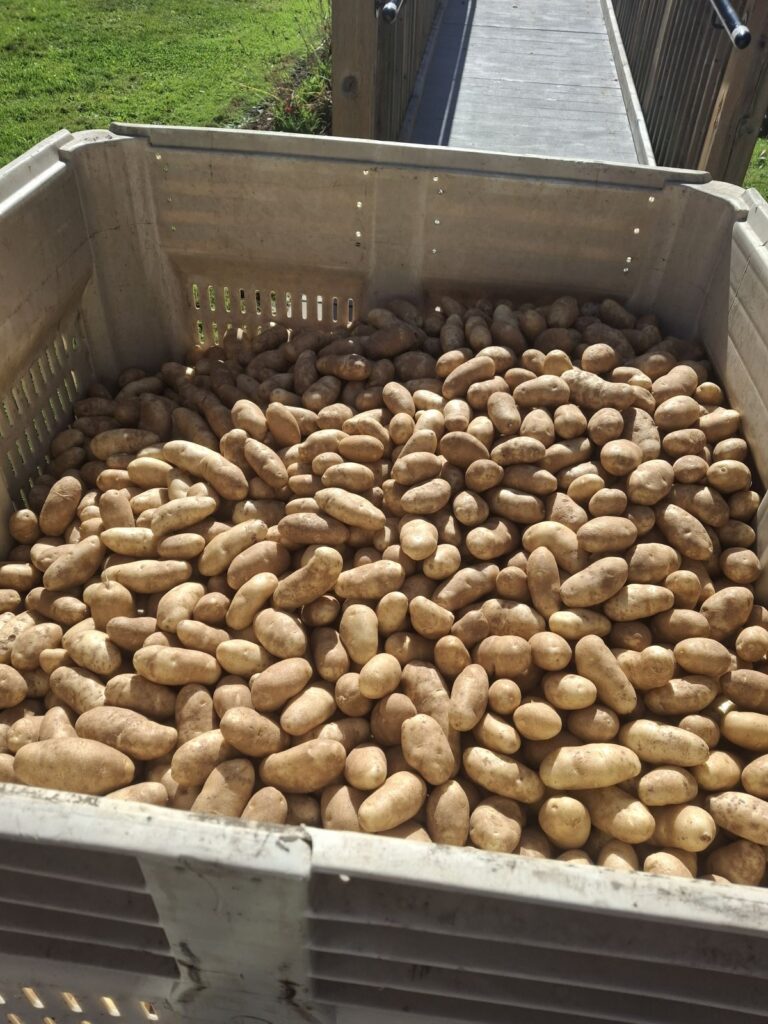 The box of potatoes so generously donated. 