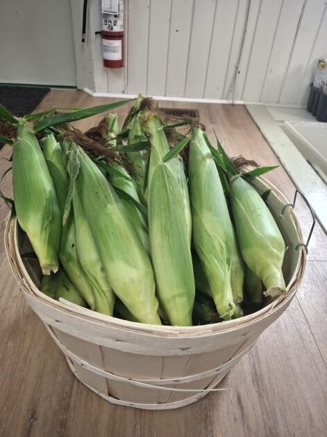 A bushel of fresh picked corn!